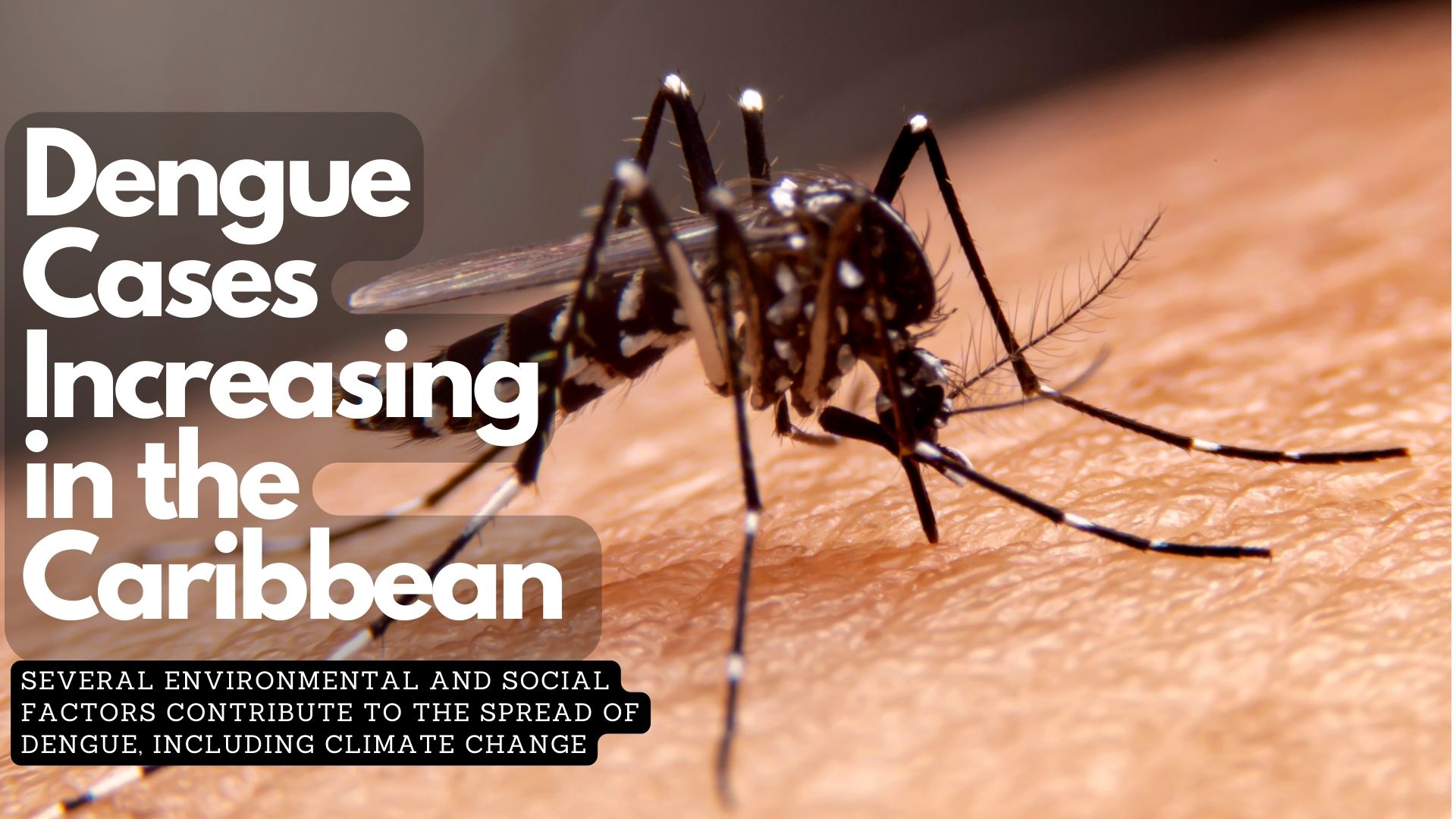 Dengue Cases Increasing in the Caribbean