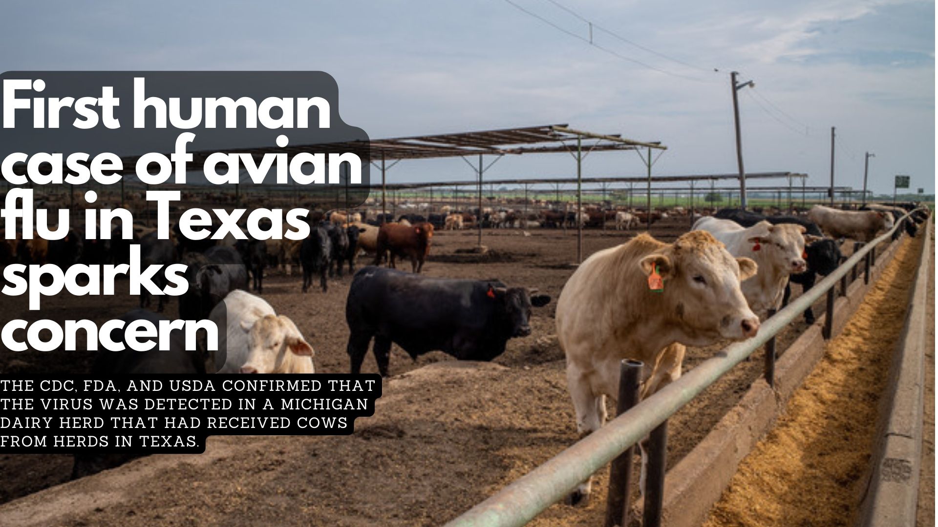 First human case of avian flu in Texas sparks concern