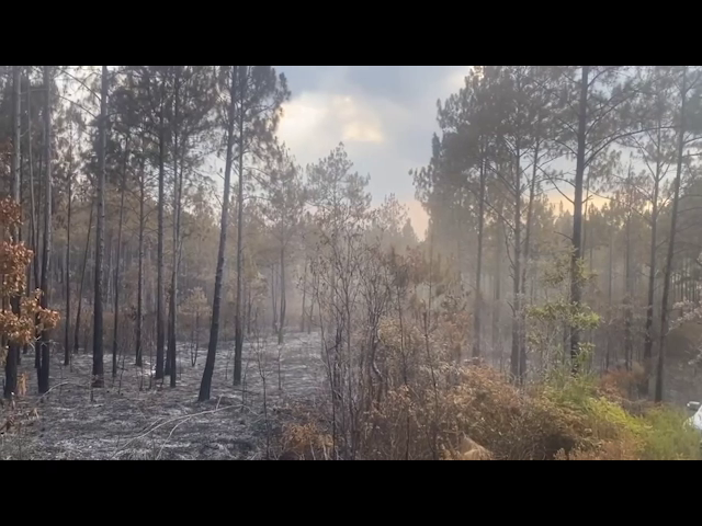 34,000 Acres of Pine Ridge Lost to Wildfires Out West | Greater Belize ...