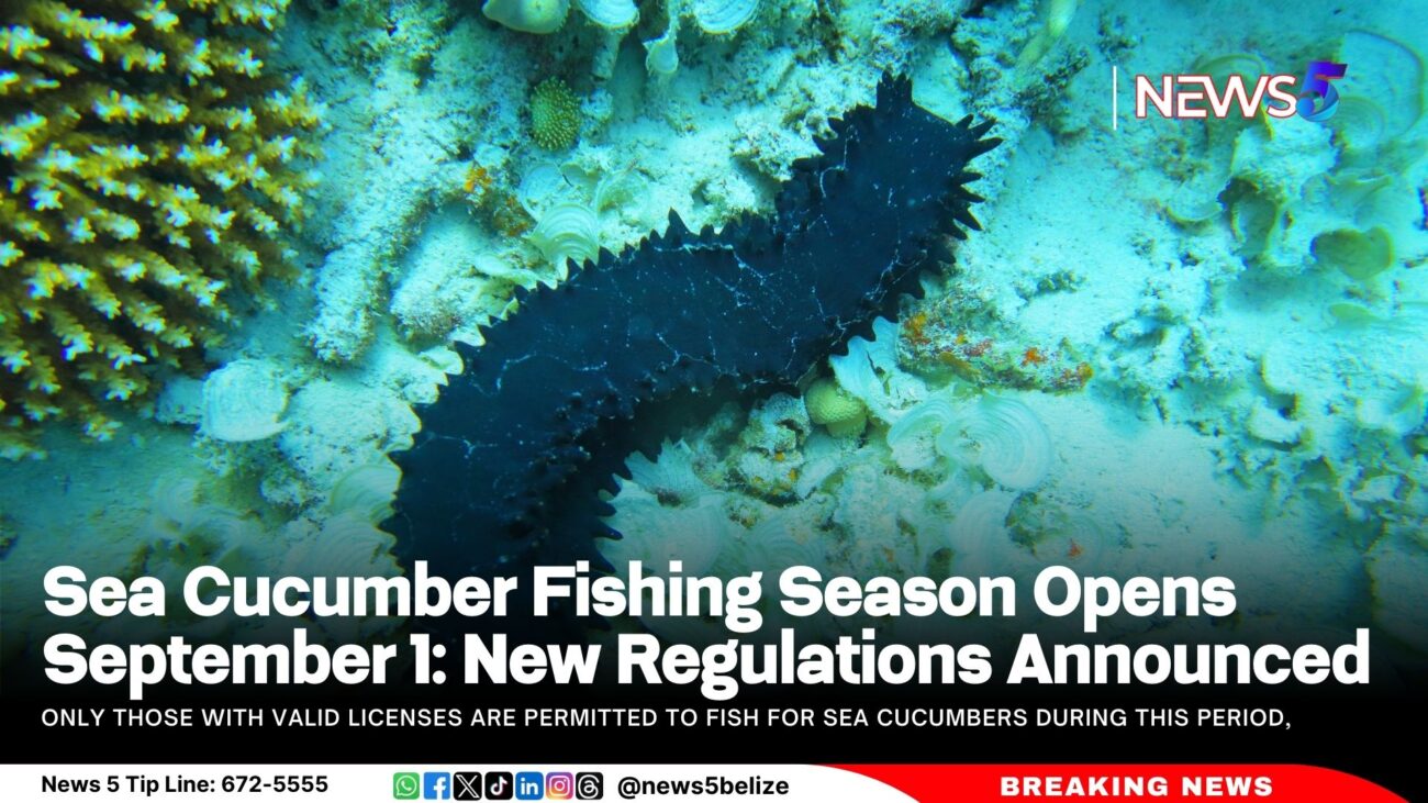 Sea Cucumber Fishing Season Opens September 1: New Regulations Announced