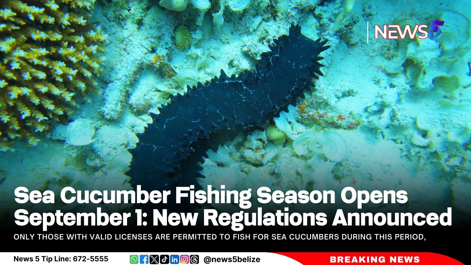 Sea Cucumber Fishing Season Opens September 1: New Regulations Announced
