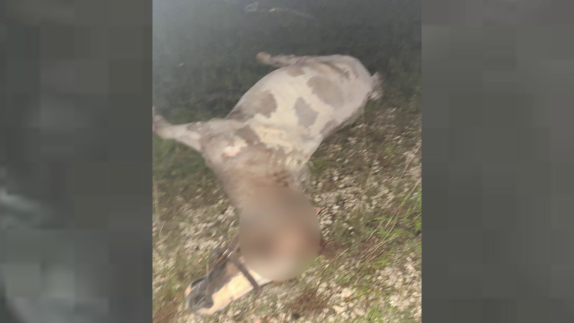 Family Vehicle Crashes into Horse on Highway