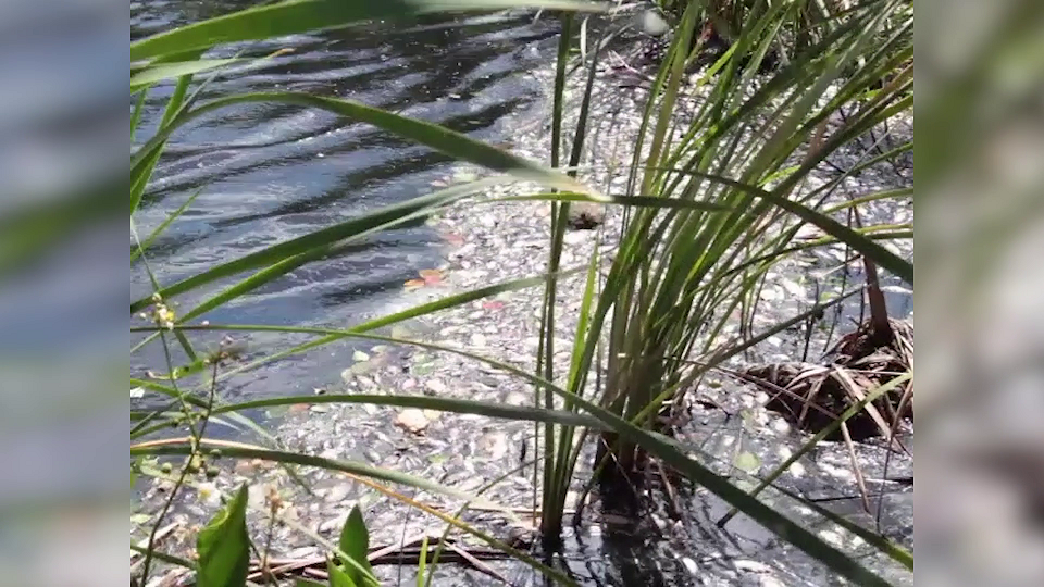 Excessive Flooding in Canal | Greater Belize Media