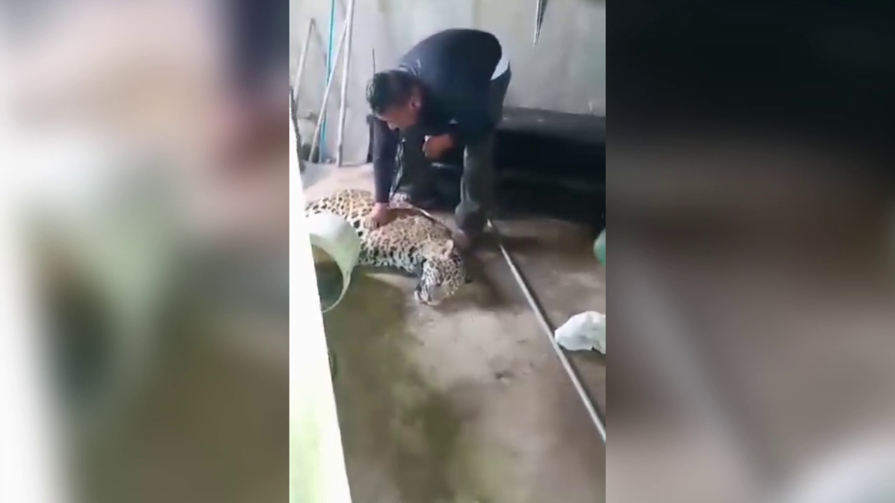 Juvenile Jaguar Rescued by Forest Department in Hattieville