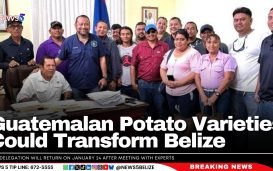 Guatemalan Potato Varieties Could Transform Belize