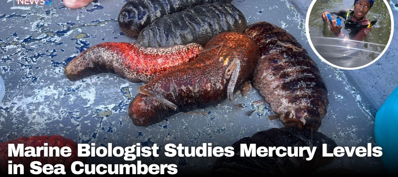 Marine Biologist Studies Mercury Levels in Sea Cucumbers