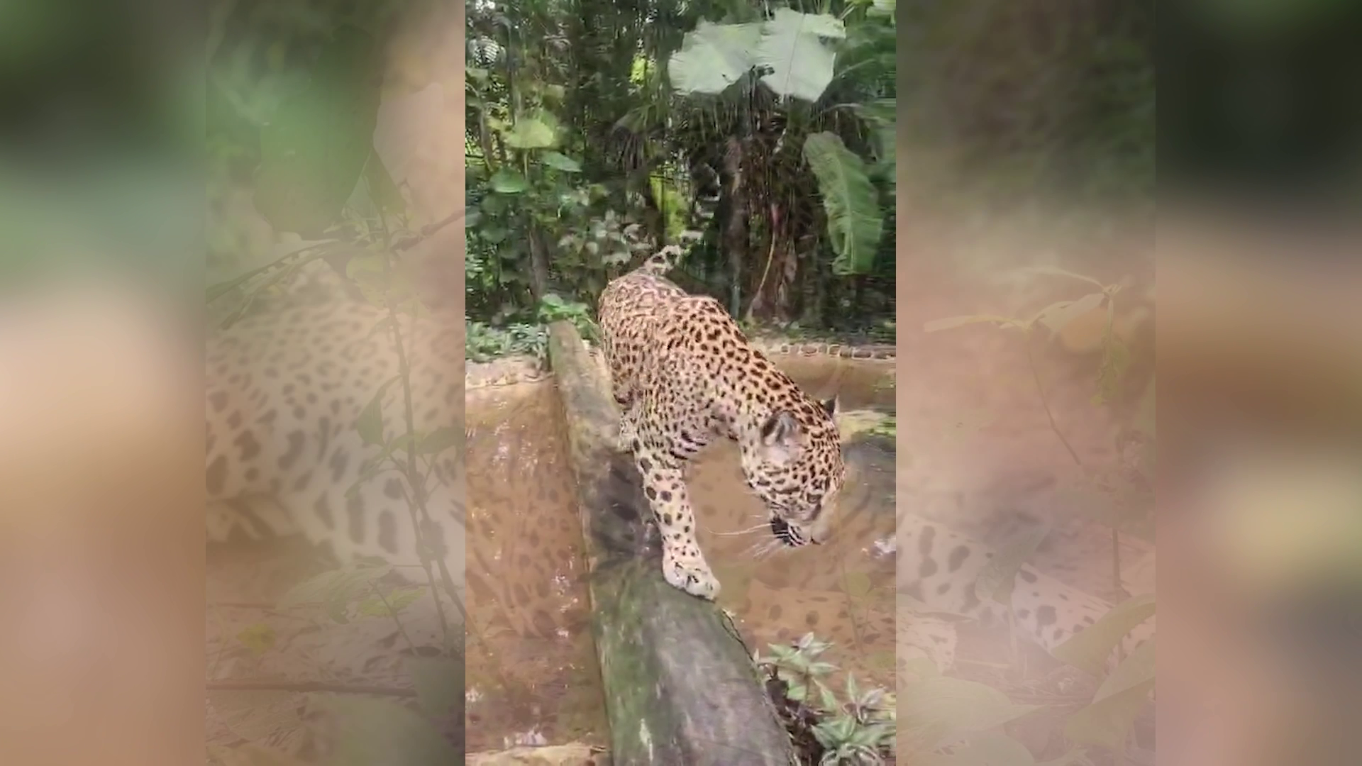 Filly the Jaguar Arrives Safe at Milwaukee Zoo