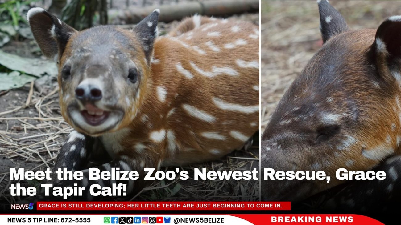 Meet the Belize Zoo's Newest Rescue, Grace the Tapir Calf!