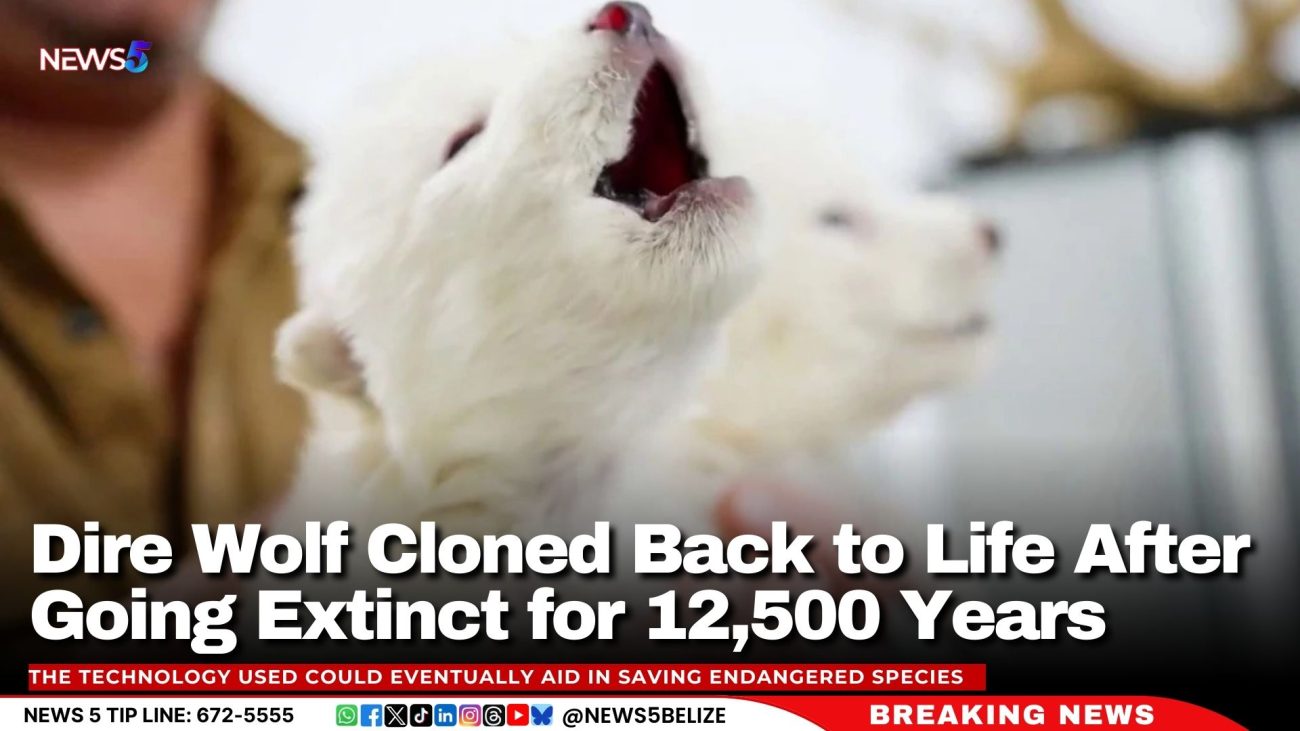 Dire Wolf Cloned Back to Life After Going Extinct for 12,500 Years