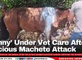 ‘Onny’ Under Vet Care After Vicious Machete Attack