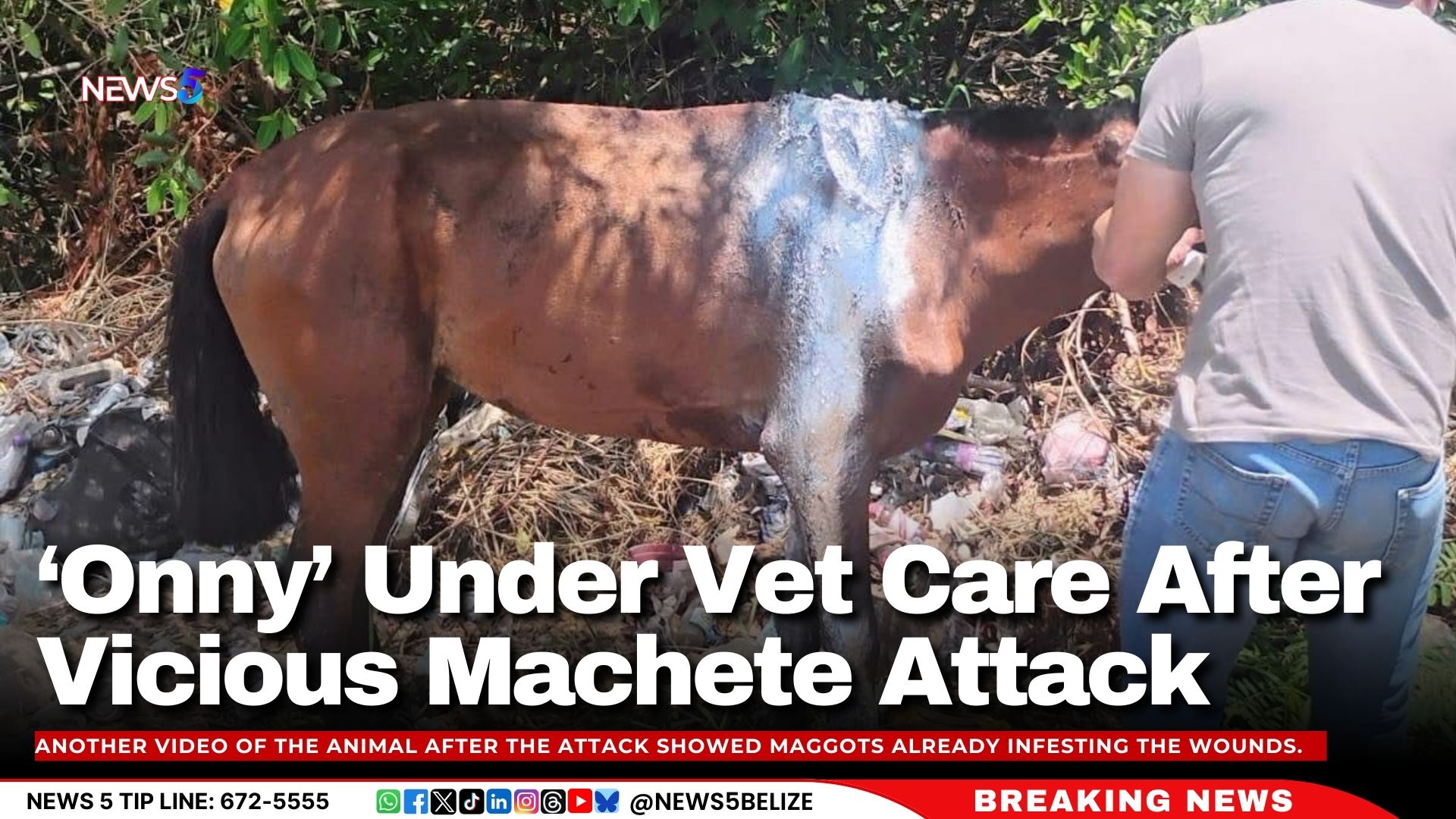 ‘Onny’ Under Vet Care After Vicious Machete Attack