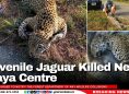 Juvenile Jaguar Killed Near Maya Centre