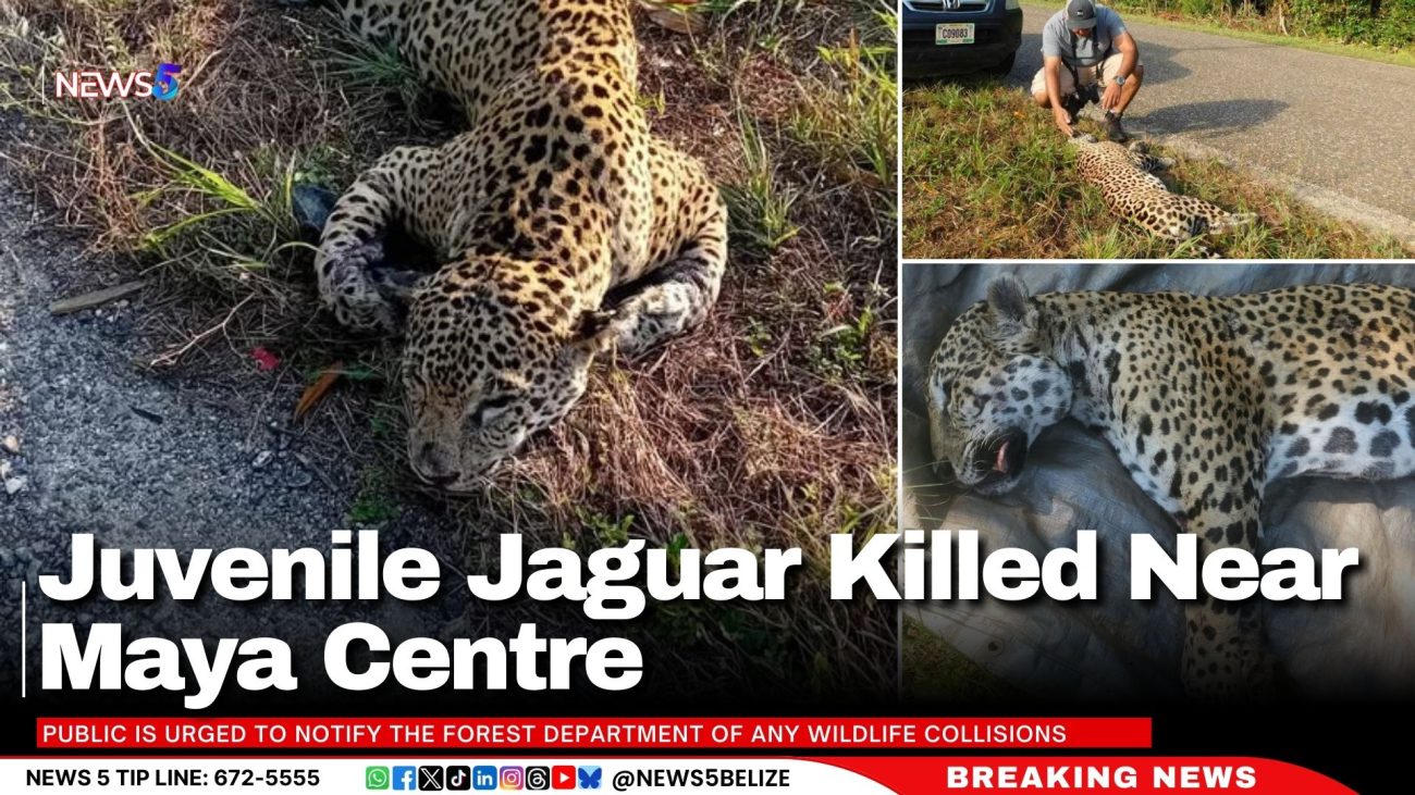 Juvenile Jaguar Killed Near Maya Centre