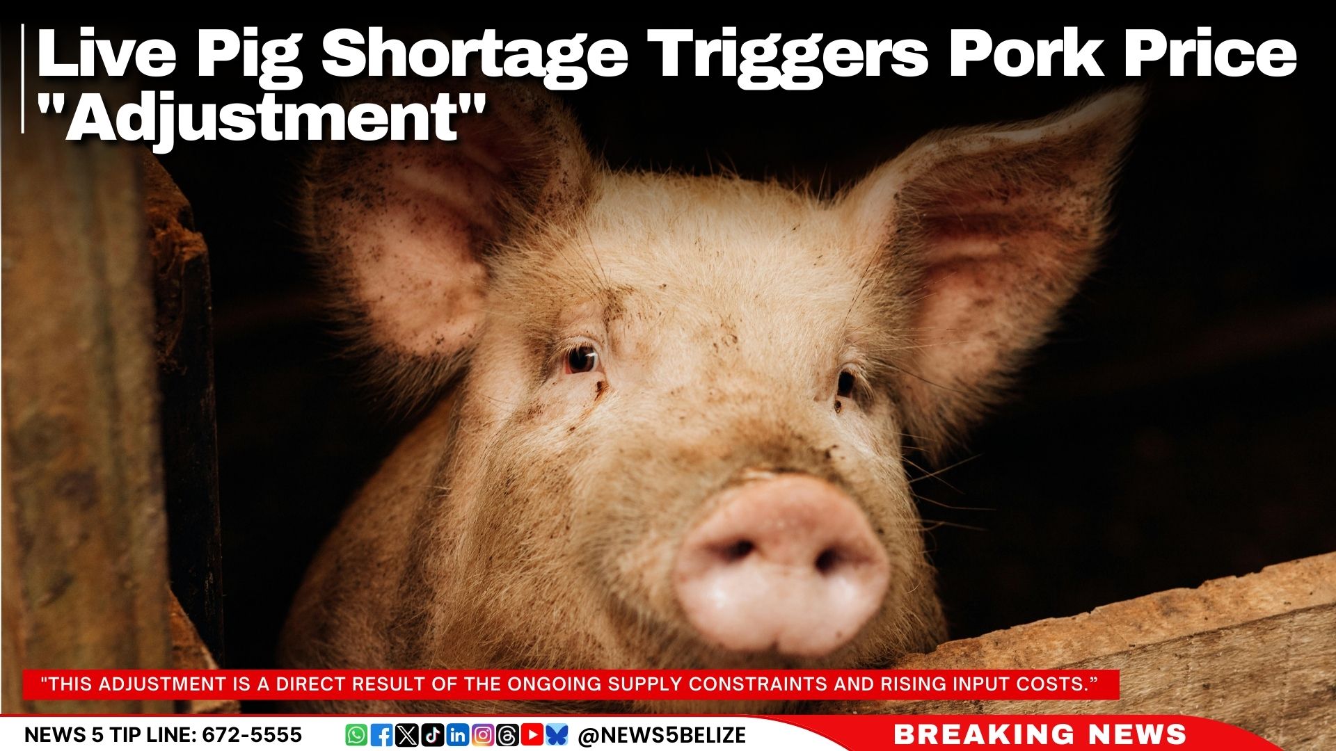 Live Pig Shortage Triggers Pork Price "Adjustment"