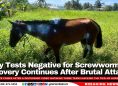 Oney the Horse Tests Negative for Screwworm as Recovery Continues After Brutal Attack