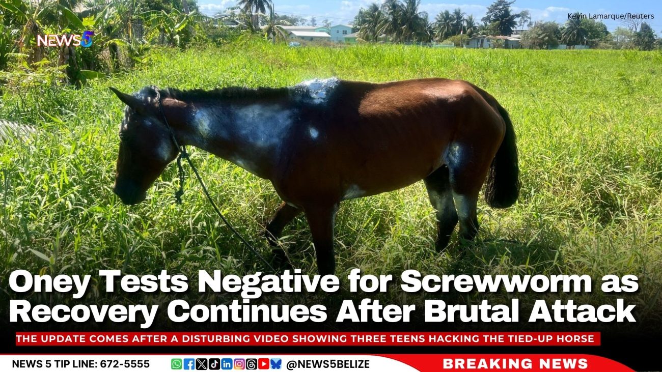 Oney the Horse Tests Negative for Screwworm as Recovery Continues After Brutal Attack