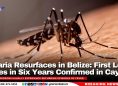 Malaria Resurfaces in Belize: First Local Cases in Six Years Confirmed in Cayo