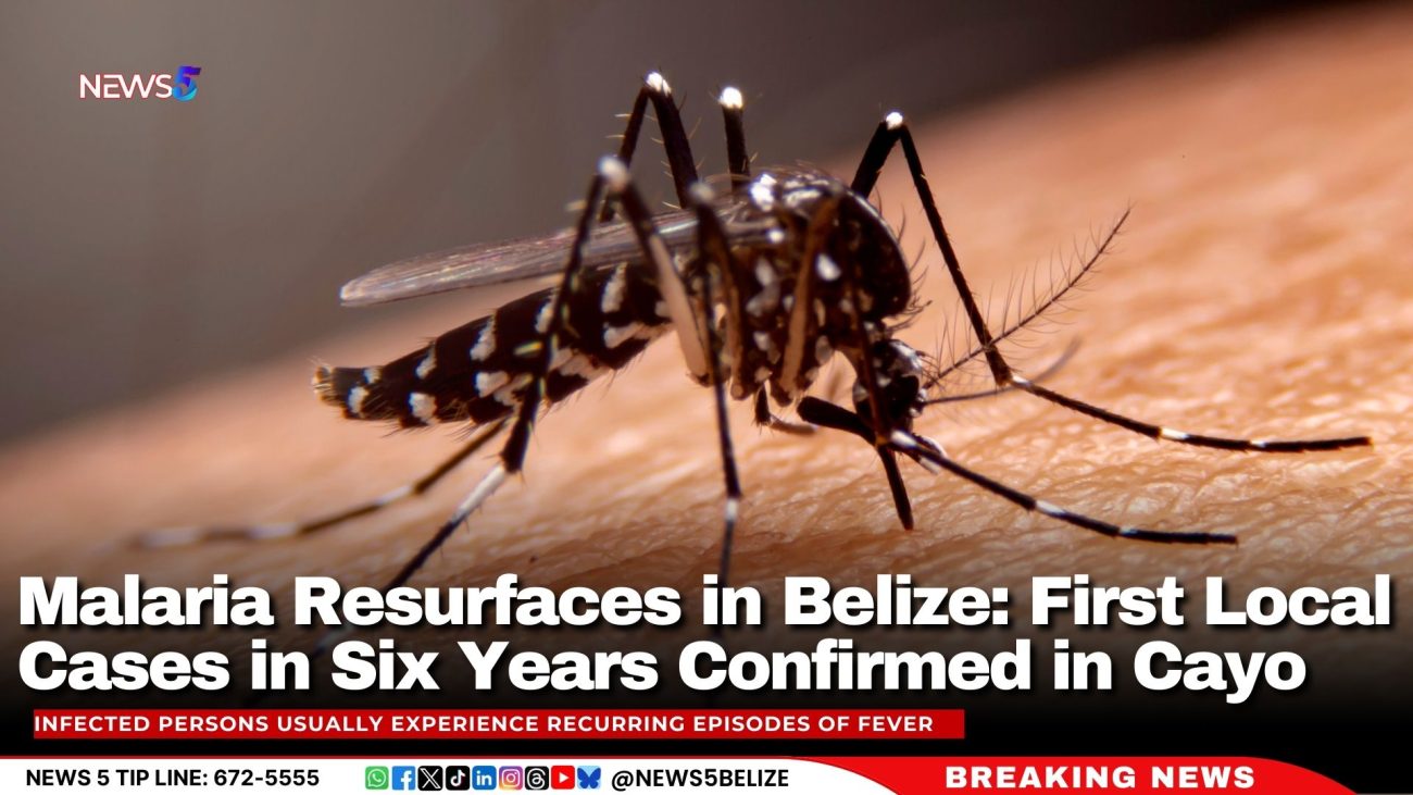 Malaria Resurfaces in Belize: First Local Cases in Six Years Confirmed in Cayo