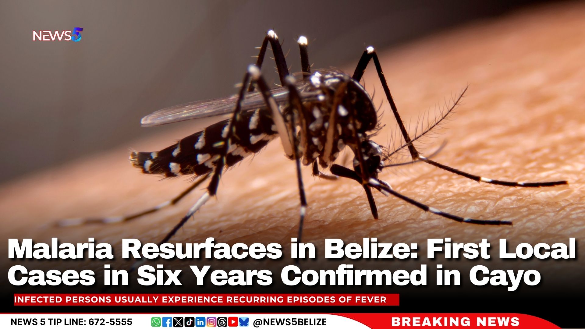 Malaria Resurfaces in Belize: First Local Cases in Six Years Confirmed in Cayo