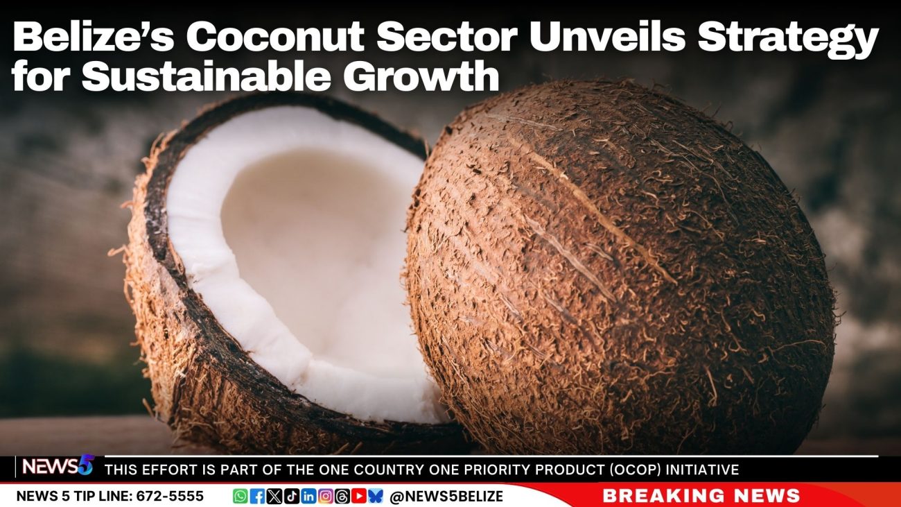 Belize’s Coconut Sector Unveils Strategy for Sustainable Growth