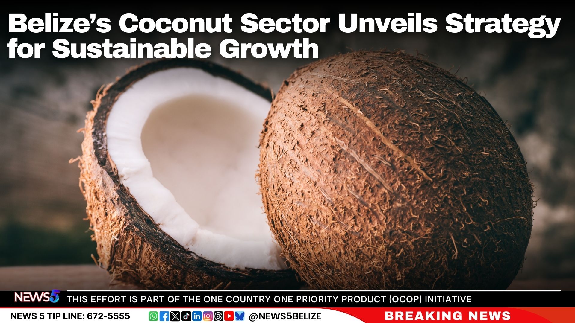 Belize’s Coconut Sector Unveils Strategy for Sustainable Growth