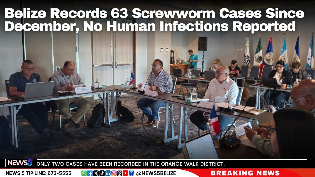 Belize Records 63 Screwworm Cases Since December, No Human Infections Reported
