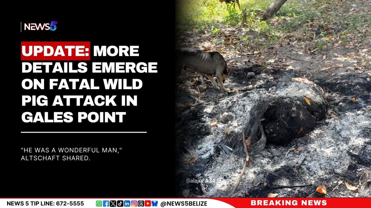 Update: More Details Emerge on Fatal Wild Pig Attack in Gales Point