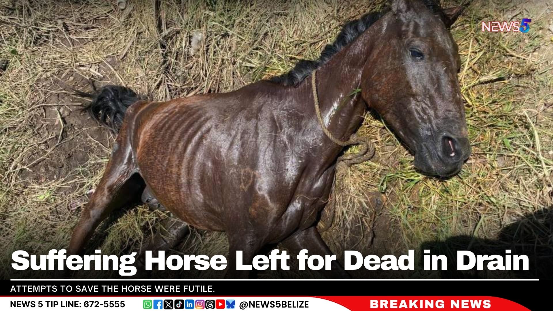 Suffering Horse Left for Dead in Drain