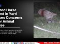 Injured Horse Found in Yard Raises Concerns Over Animal Abuse