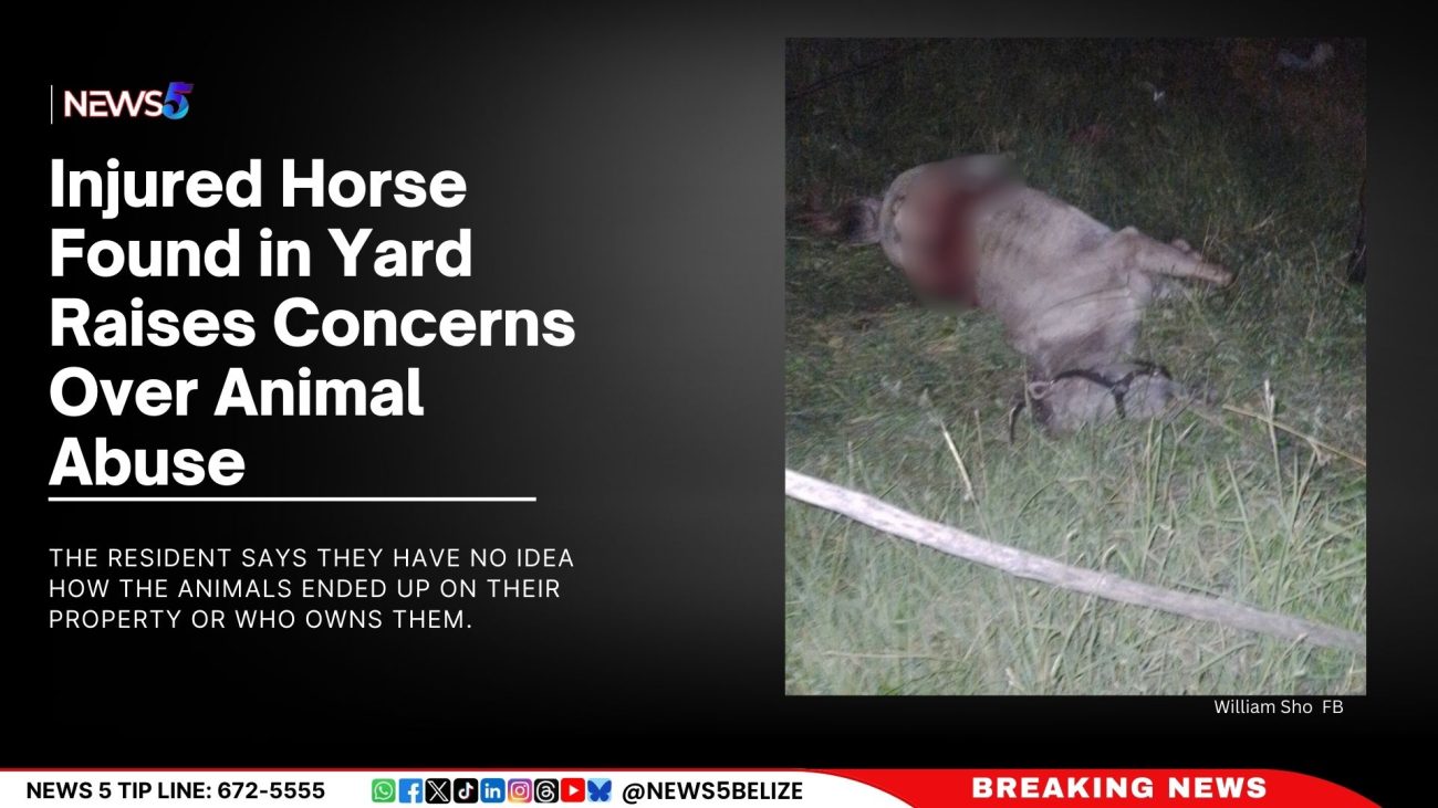 Injured Horse Found in Yard Raises Concerns Over Animal Abuse