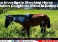 Police Investigate Shocking Horse Mutilation Caught on Video in Belize City