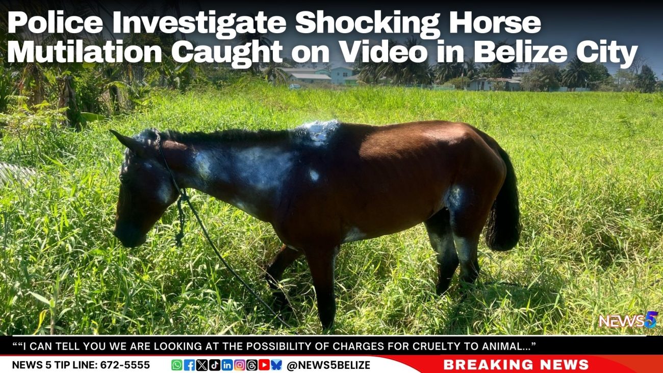 Police Investigate Shocking Horse Mutilation Caught on Video in Belize City