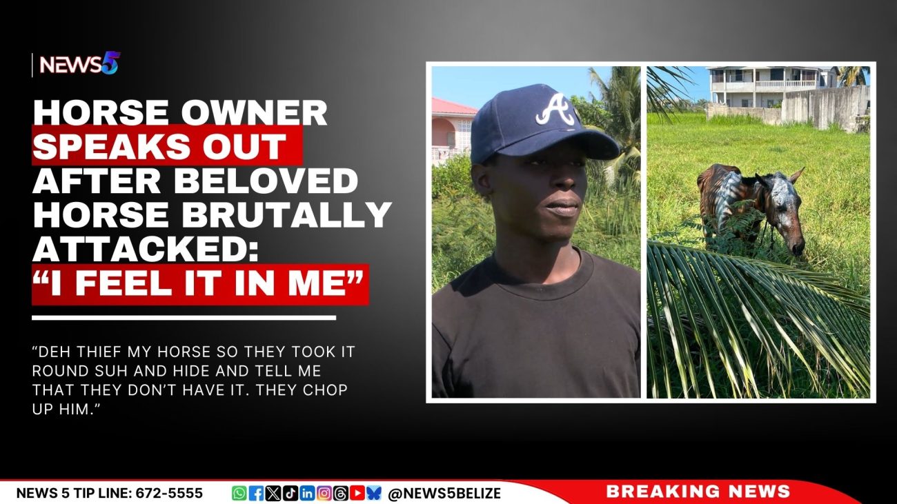 Horse Owner Speaks Out After Beloved Horse Brutally Attacked: “I Feel It in Me”