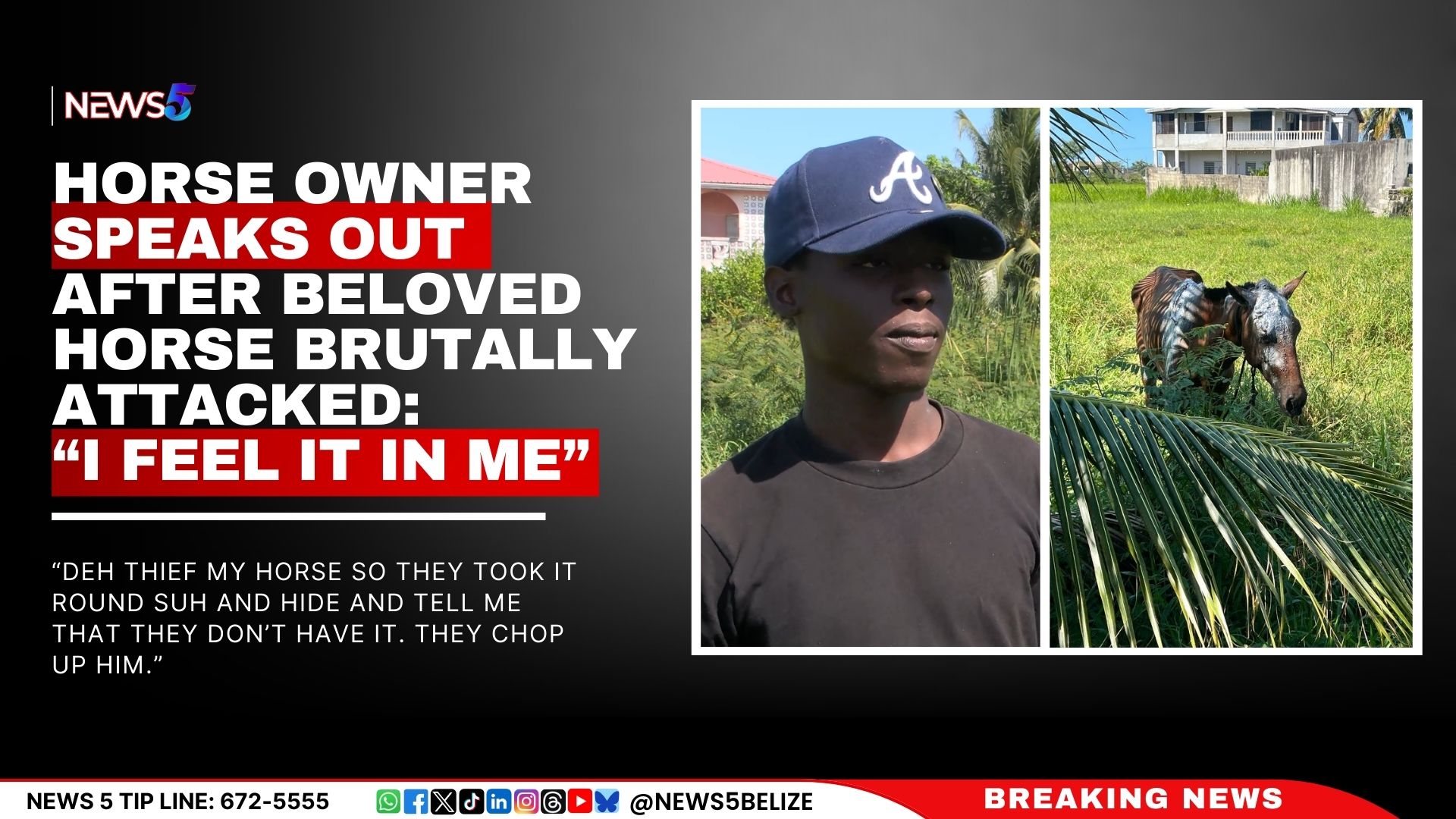 Horse Owner Speaks Out After Beloved Horse Brutally Attacked: “I Feel It in Me”