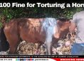 A $100 Fine for Torturing a Horse?
