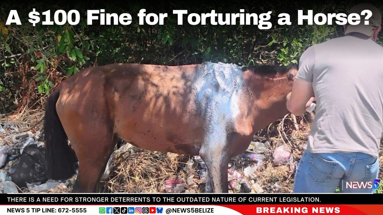 A $100 Fine for Torturing a Horse?