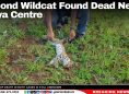 Second Wildcat Found Dead Near Maya Centre