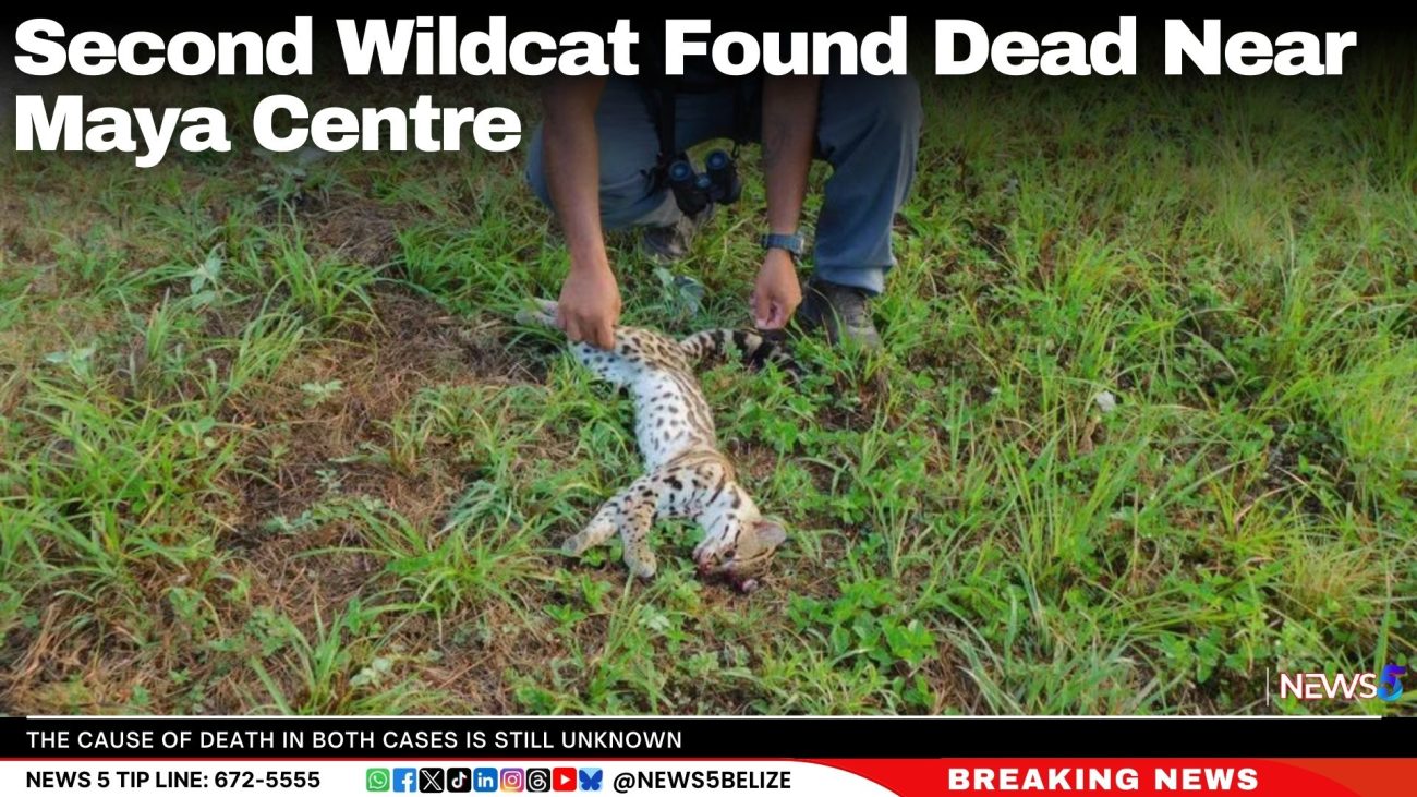 Second Wildcat Found Dead Near Maya Centre
