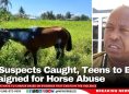 All Suspects Caught, Teens to Be Arraigned for Horse Abuse