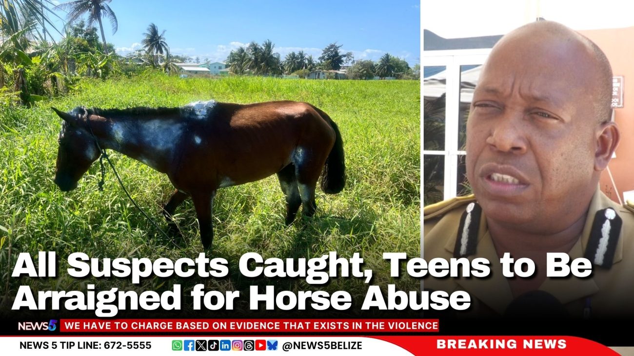 All Suspects Caught, Teens to Be Arraigned for Horse Abuse