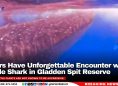 Divers Have Unforgettable Encounter with Whale Shark in Gladden Spit Reserve