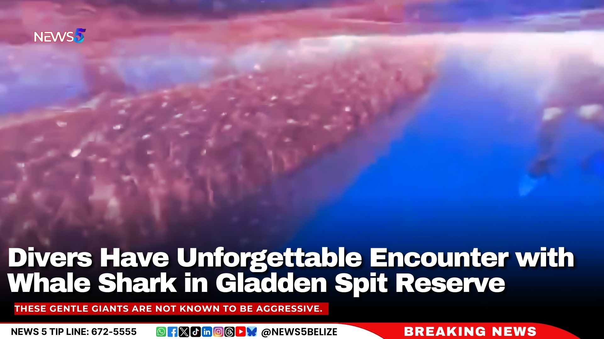 Divers Have Unforgettable Encounter with Whale Shark in Gladden Spit Reserve