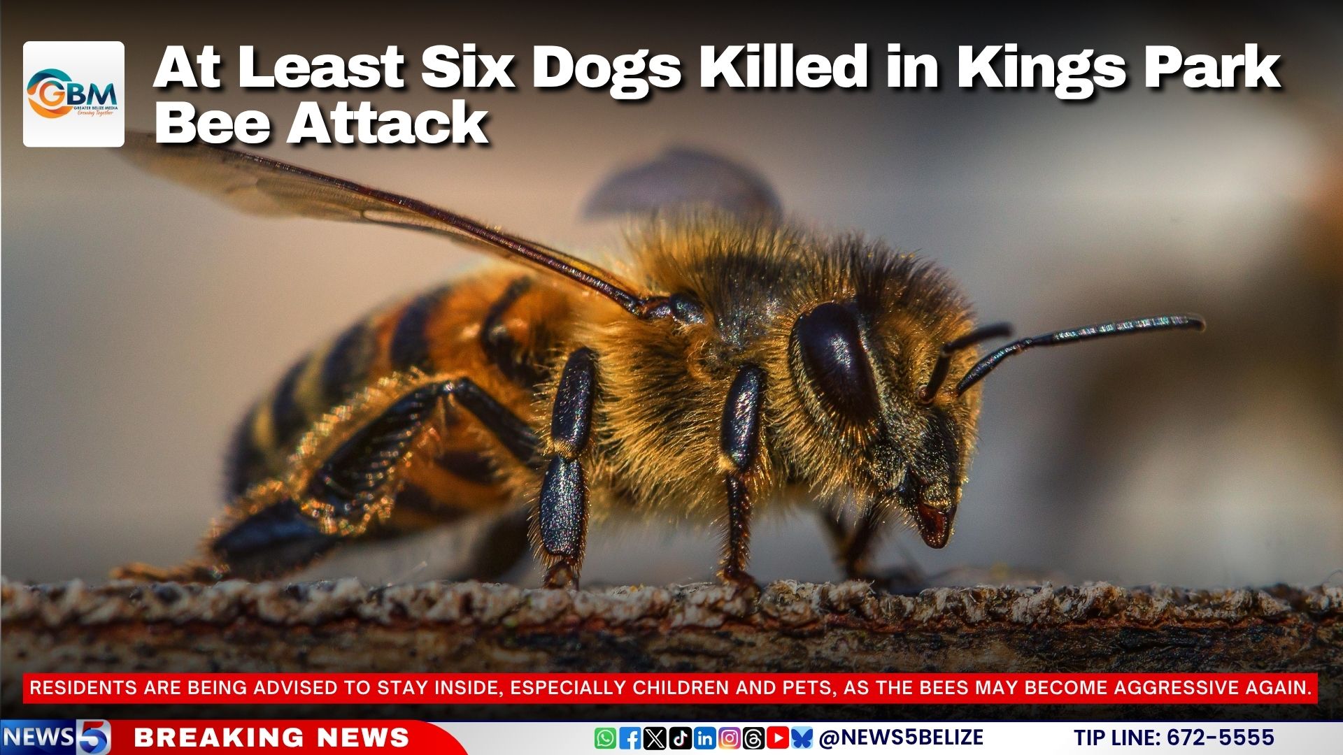 At Least Six Dogs Killed in Kings Park Bee Attack