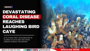 Devastating Coral Disease Reaches Laughing Bird Caye