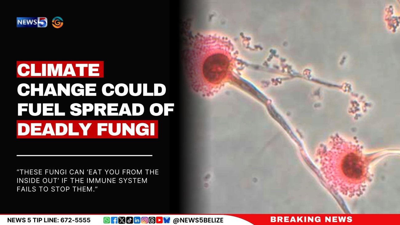 Climate Change Could Fuel Spread of Deadly Fungi