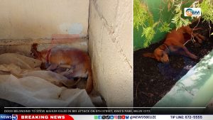At Least Six Dogs Killed in Kings Park Bee Attack 
