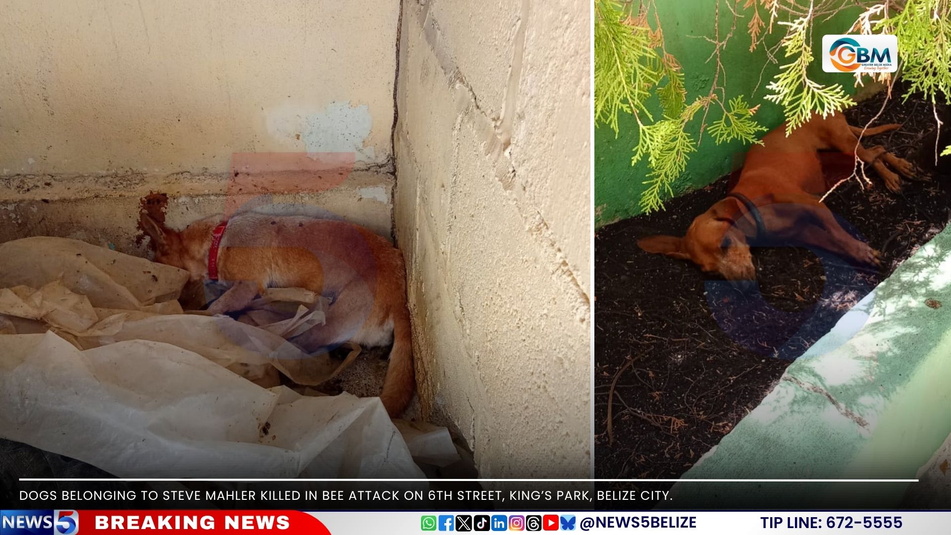 At Least Six Dogs Killed in Kings Park Bee Attack
