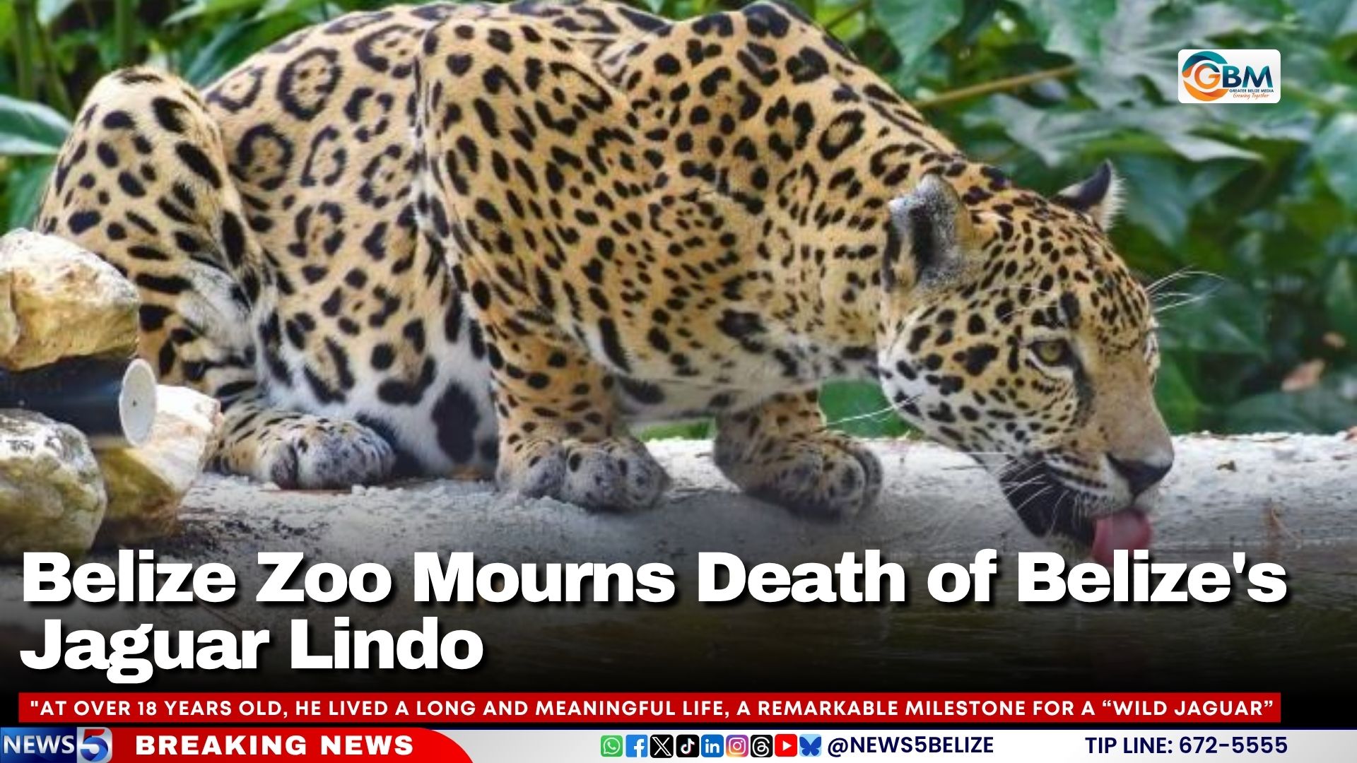 Belize Zoo Mourns Death of Belize's Jaguar Lindo