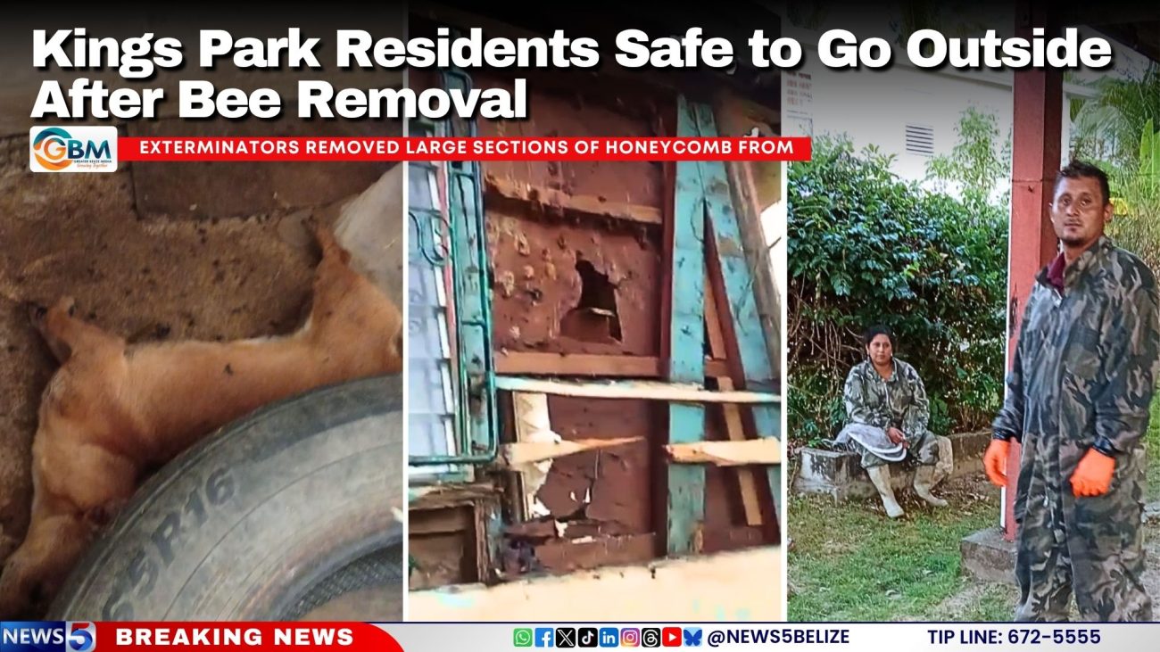 Kings Park Residents Safe to Go Outside After Bee Removal