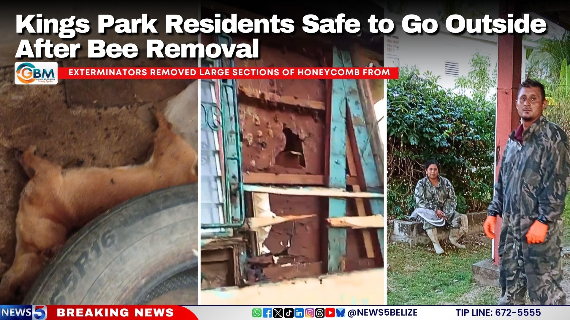 Kings Park Residents Safe to Go Outside After Bee Removal